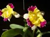 Blc. Horizon Flight ‘Happy Landing’ x Slc. Circle of Life ‘Trailblazer’ Sunset Valley Orchids. (3)